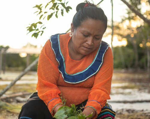 A woman puts a large handful of plants into a huge mixing tub at Marosa Healing Center - an ayahuasca retreat center